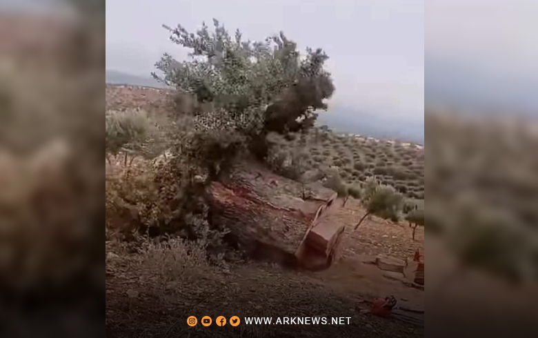 Sources for ARK: Areas that have become barren due to the unjust cutting in Afrin