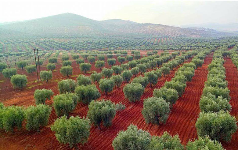 Olive Afrin steals .. Swiss accusations of Turkey to sell to Europe