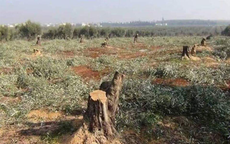 Efrîn .. Çekdar darên bi temen 100 salî ne dibirin û dikin êzing