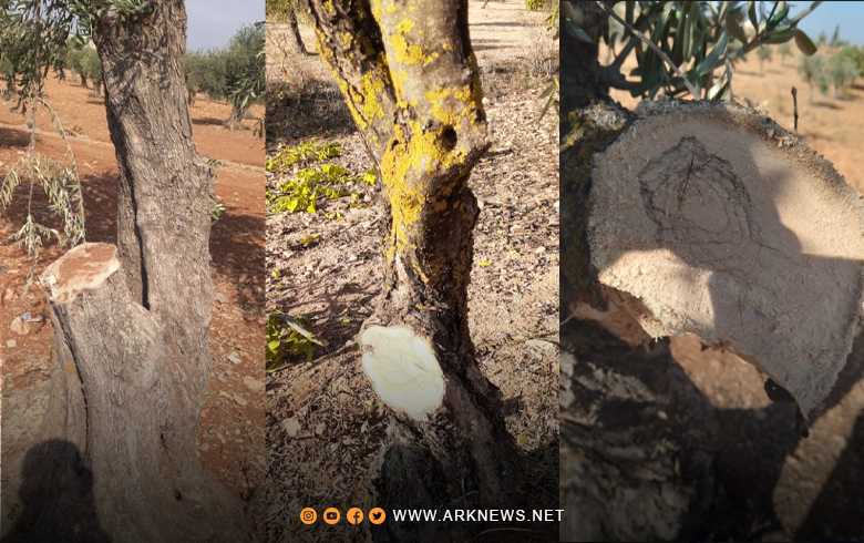 Afrin… The National Army continues to cut down the trees of Kurdish farmers in the Afrin region
