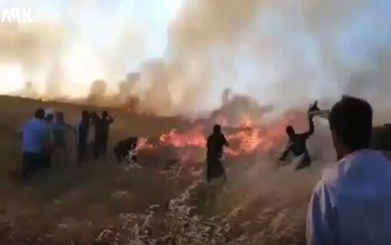 Kobanê .. Agir bi zeviyan ket (Wêne û Vîdiyo)