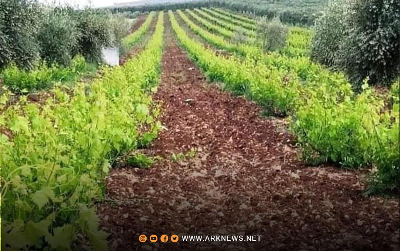 عەفرین... چەكدارێن سەمەرقەند باجان ل سەر بەرهەمێن چۆتكاران دسەپینن