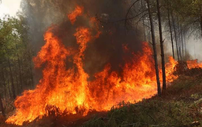 Pictures .. fire devour Afrin forests