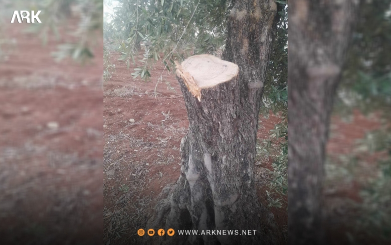 Afrin... A Kurdish farmer documents the uprooting of 24 olive trees in the Sharat own