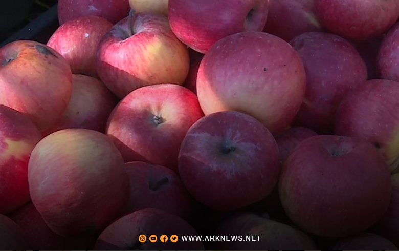 مديرية الزراعة في دهوك بإقليم كوردستان: تفاح دهوك يصدر إلى خارج البلاد