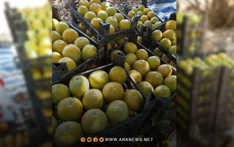 صور.. بدء جني 