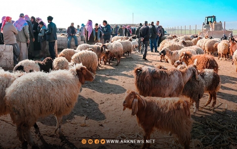 العراق يمنع استيراد وعبور الحيوانات الحية القادمة من سوريا العراق يمنع استيراد وعبور الحيوانات الحية القادمة من سوريا