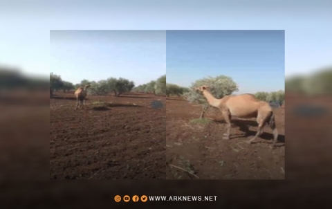 عفرين.. النازحون العرب يطلقون عفرين.. النازحون العرب يطلقون