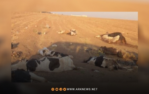 قامشلو.. نفوق عشرات الأبقار نتيجة تفشي مرض 