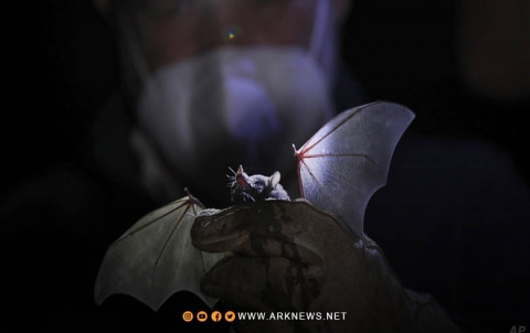 فيروس جديد يشبه كورونا يثير المخاوف بشأن جائحة صحية أخرى  فيروس جديد يشبه كورونا يثير المخاوف بشأن جائحة صحية أخرى