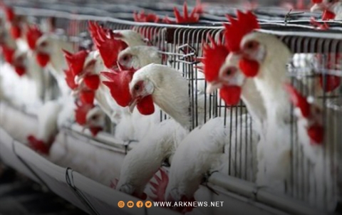 نيوكاسل يفتك بقطعان الدجاج في مدينة حمص 