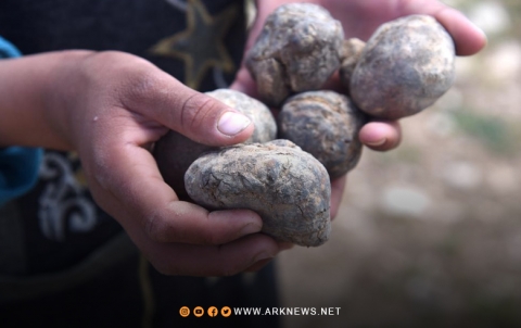 الطوارئ السورية تحذر من مخاطر انتشار الألغام في موسم جمع الكمأة