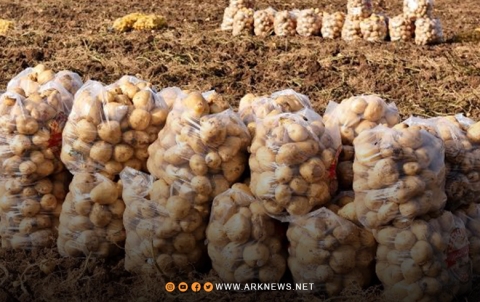 إقليم كوردستان يصدر البطاطا إلى دولة إفريقية إقليم كوردستان يصدر البطاطا إلى دولة إفريقية