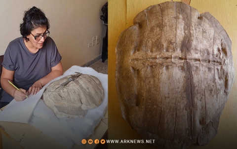 العثور على سلحفاة يعود لقبل نحو 50 مليون عاما في عفرين  العثور على سلحفاة يعود لقبل نحو 50 مليون عاما في عفرين