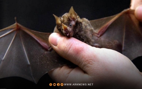 تحذيرات من جائحة تشبه الموت الأسود 