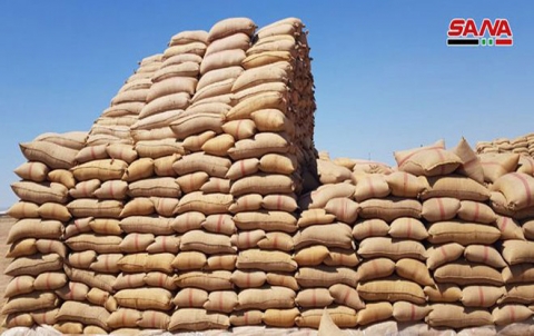 النظام يستلم أكثر من 300 ألف طن من القمح في منطقة الجزيرة بكوردستان سوريا النظام يستلم أكثر من 300 ألف طن من القمح في منطقة الجزيرة بكوردستان سوريا