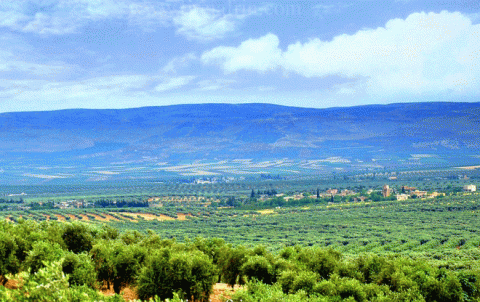 Afrin … Elements of an armed group loot olive crop from two fields