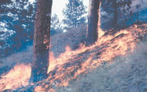 Afrin .. Deliberate fires in the forests of Mahmudiya and Karsan