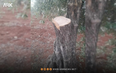 Efrîn .. Hejmarek darên zeytûnan ji aliyê çekdaran ve hatine birîn