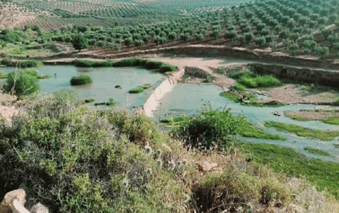 Afrin … Armed groups loot olive fields and impose fines on each tractor carries olives Afrin … Armed groups loot olive fields and impose fines on each tractor carries olives