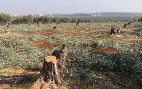 A pro-Turkey faction forces the residents of a village in “Mabata” town in Afrin countryside to bring sacks of firewood under the threats of rooting out olive trees in the area A pro-Turkey faction forces the residents of a village in “Mabata” town in Afrin countryside to bring sacks of firewood under the threats of rooting out olive trees in the area