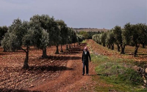 Armed groups confiscate official papers regarding the olive harvest Armed groups confiscate official papers regarding the olive harvest