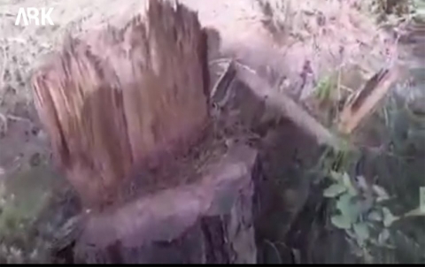 Militias of armed factions continue to cut down forests and olive trees