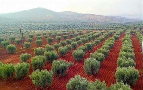 Civînek navbera Turkiyê û rûsipiyên Efrînê ji bo demsala zeytûnan çêbû 