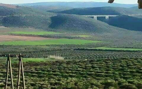 Afrin .. Rain brought the joy to the hearts of peasants Afrin .. Rain brought the joy to the hearts of peasants