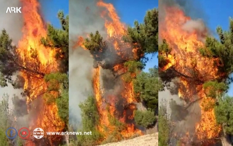 Afrin… Armed settlers set fire to forest Afrin… Armed settlers set fire to forest