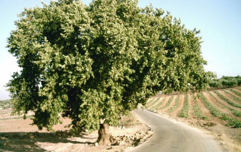 Efrîn .. Welatiyekî kurd kuştî hat dîtin Efrîn .. Welatiyekî kurd kuştî hat dîtin