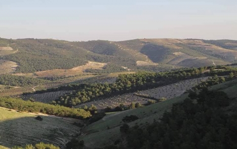 گرۆپێن چه‌كدار ل عه‌فرينێ ئاگر به‌ردا چيايێ گوندێ بافلۆن