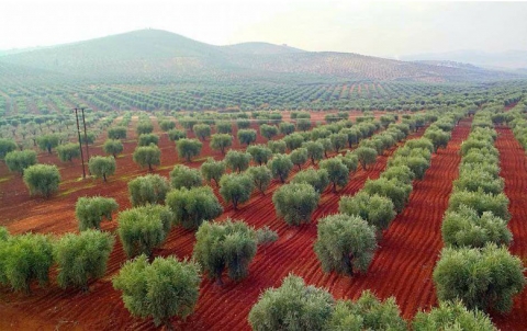 به‌لاڤۆكه‌ك ده‌ربارێ ده‌مسالا زه‌یتوونان ل جندرێسا عه‌فرینێ ده‌ركه‌ت 