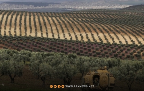 بالأسماء.. المسلحون والنازحون العرب يسرقون ثمار أكثر من 500 شجرة للكورد في عفرين 