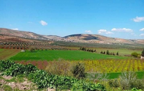 تعميم من مجلس بلبلى بعفرين بخصوص موسم الزيتون 