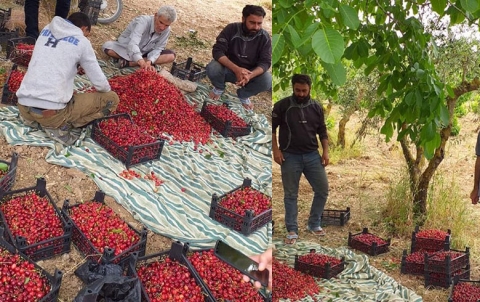 عفرین .. بدء موسم قطاف الكرز عفرین .. بدء موسم قطاف الكرز