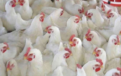 Guşt li Sûriyê buha bûye Guşt li Sûriyê buha bûye