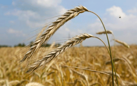 Russia is sending 25 thousand tons of wheat as aid to the Assad regime