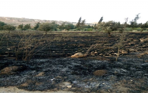 Efrîn .. Agir bi zeviyeke darên zeytûnan li gundê Raco ket
