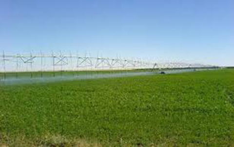 پ ي د زه‌ڤيان ل عه‌ره‌بێن غه‌مر ڤه‌دگه‌رينه‌