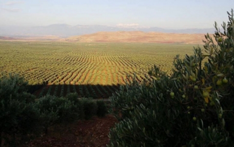 Afrin ... $ 22 million of olive oil imports tax Afrin ... $ 22 million of olive oil imports tax