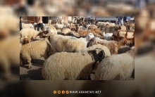 الحسكة.. سعر أضاحي العيد يصل لنحو 7 ملايين ليرة سورية 