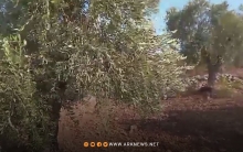 عفرين.. مسلحو فيلق الشام يسرقون محصول نحو