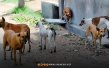 الكلاب الشاردة باتت مصدر قلق وخوف للأهالي في دمشق 