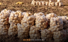 إقليم كوردستان يصدر البطاطا إلى دولة إفريقية 
