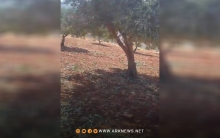 عفرين.. مجهولون يسرقون محصول عشرات أشجار الزيتون لمواطن كوردي 