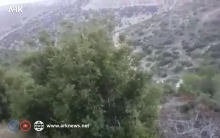 بالفيديو... إحراق و قطع الأشجار في قرى عفرين 