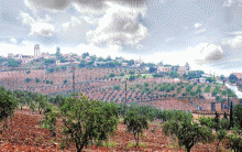An armed group demands half of the olive harvest for the owners outside of Afrin region