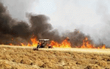 WFP: Syria Wheat Production hits Lowest Level in Three Decades