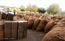 Afrin ... Militias of the  armed groups attack the olive oil press and plunder1,500 containers